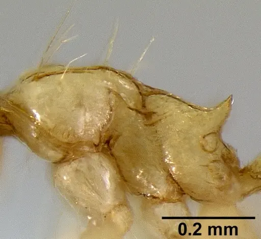 Crematogaster telolafy specimen CASENT0419808 image casent0419808_2