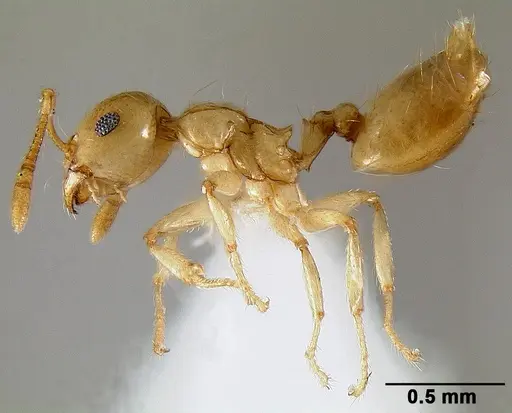 Crematogaster telolafy specimen CASENT0419832 image casent0419832_1