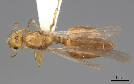 Crematogaster telolafy specimen CASENT0922651 image casent0922651_1