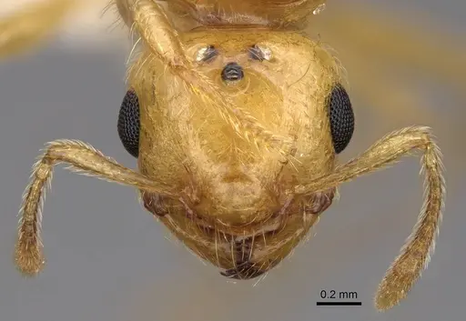 Crematogaster telolafy specimen CASENT0922651 image casent0922651_2