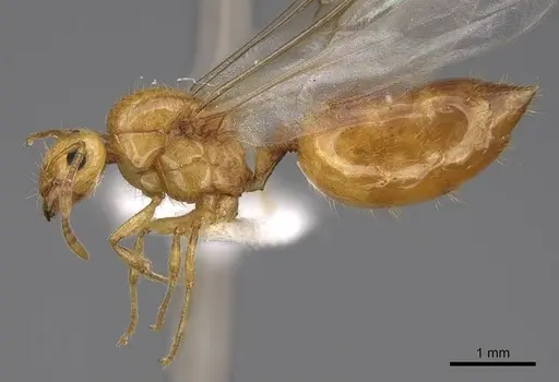 Crematogaster telolafy specimen CASENT0922651 image casent0922651_3