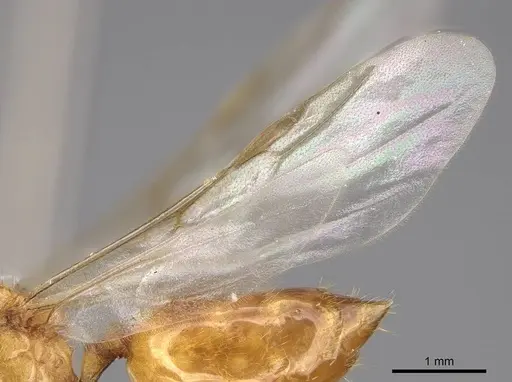 Crematogaster telolafy specimen CASENT0922651 image casent0922651_4