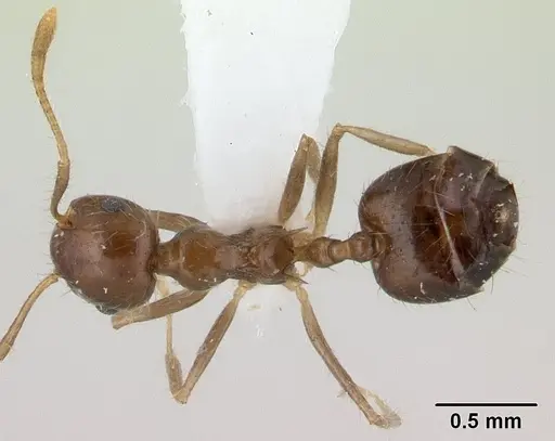 Crematogaster tenuicula specimen CASENT0179465 image casent0179465_1