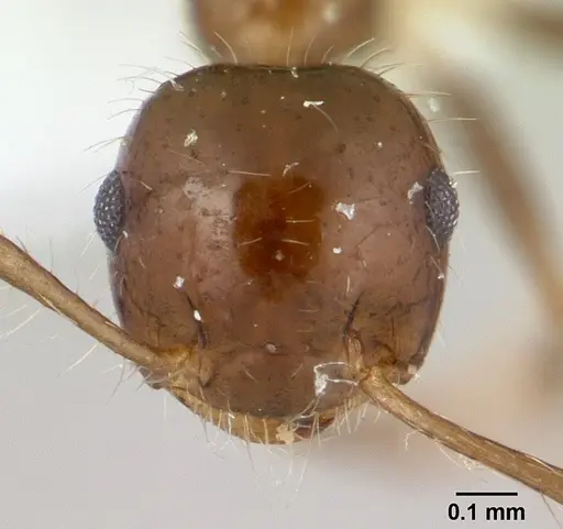 Crematogaster tenuicula specimen CASENT0179465 image casent0179465_2
