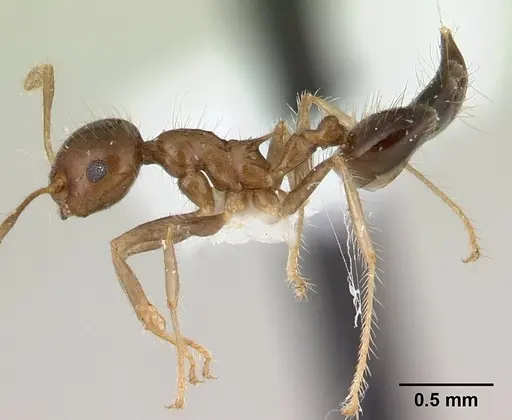 Crematogaster tenuicula specimen CASENT0179465 image casent0179465_3