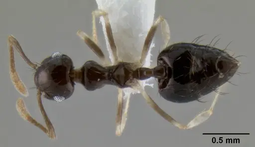 Crematogaster tenuicula specimen CASENT0193774 image casent0193774_1