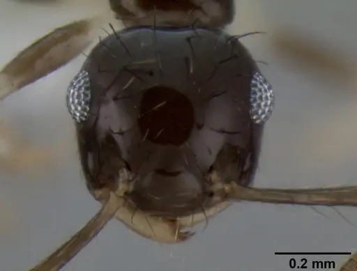 Crematogaster tenuicula specimen CASENT0193774 image casent0193774_2