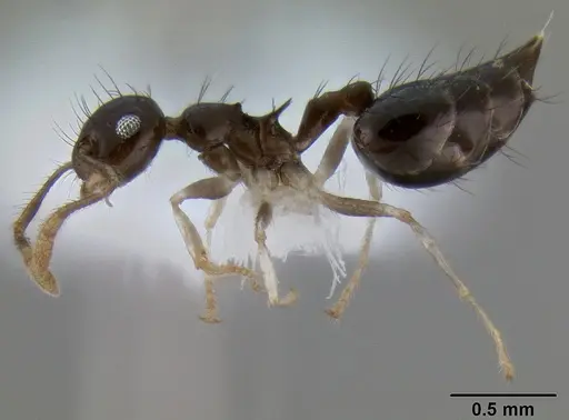Crematogaster tenuicula specimen CASENT0193774 image casent0193774_3