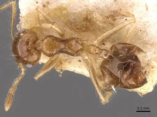 Crematogaster tenuicula specimen CASENT0908438 image casent0908438_1