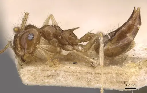 Crematogaster tenuicula specimen CASENT0908438 image casent0908438_3