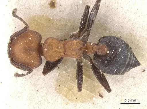 Crematogaster tenuicula specimen CASENT0912705 image casent0912705_1