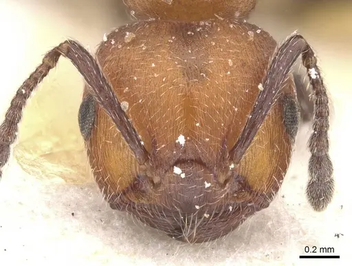 Crematogaster tenuicula specimen CASENT0912705 image casent0912705_2