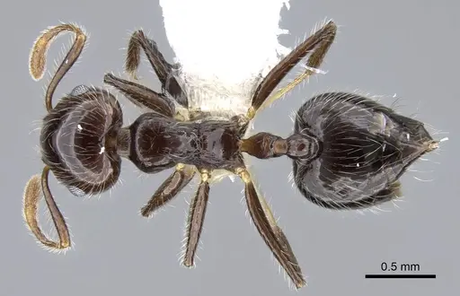Crematogaster tenuicula specimen CASENT0914555 image casent0914555_1