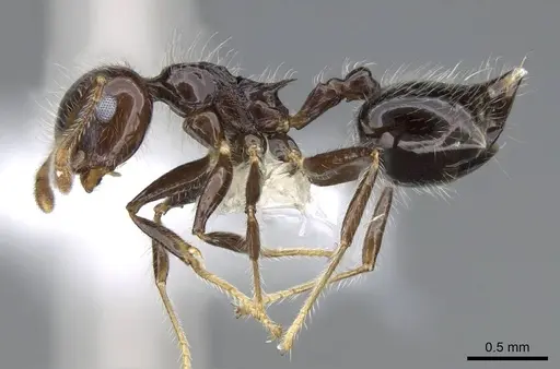Crematogaster tenuicula specimen CASENT0914555 image casent0914555_3