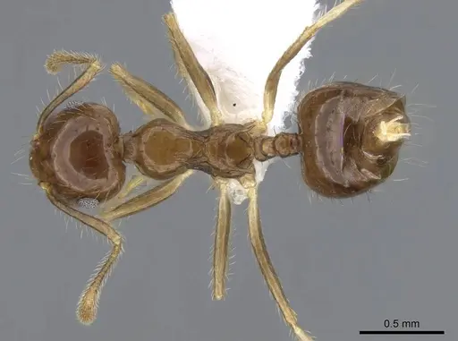 Crematogaster tenuicula specimen CASENT0914648 image casent0914648_1