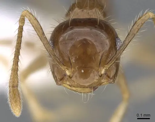 Crematogaster tenuicula specimen CASENT0914648 image casent0914648_2