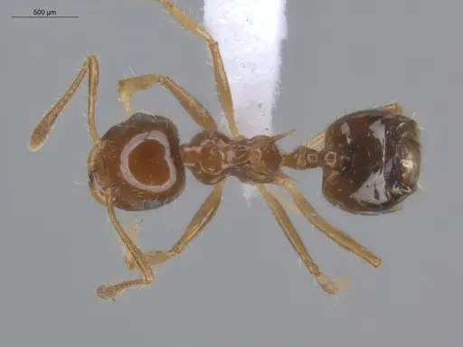Crematogaster tenuicula specimen ECOFOG-MI15-0133-16 image ecofog-mi15-0133-16_1