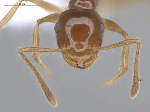 Crematogaster tenuicula specimen ECOFOG-MI15-0133-16 image ecofog-mi15-0133-16_2