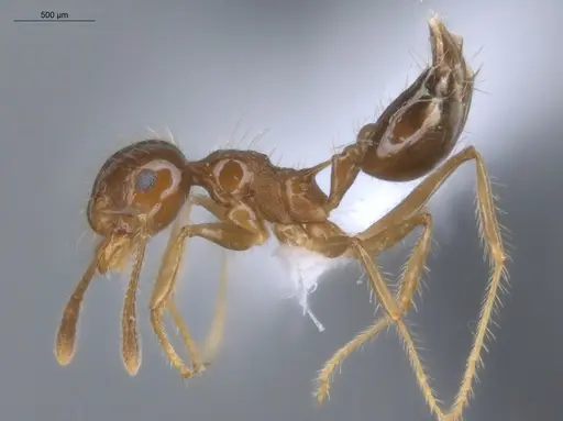 Crematogaster tenuicula specimen ECOFOG-MI15-0133-16 image ecofog-mi15-0133-16_3