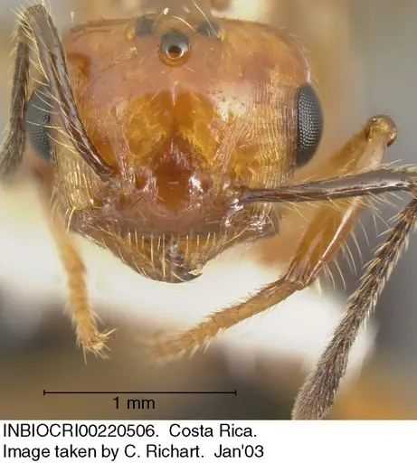 Crematogaster tenuicula specimen INBIOCRI002280506 image inbiocri002280506_1