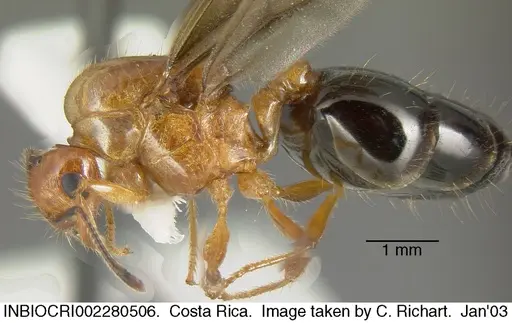 Crematogaster tenuicula specimen INBIOCRI002280506 image inbiocri002280506_2