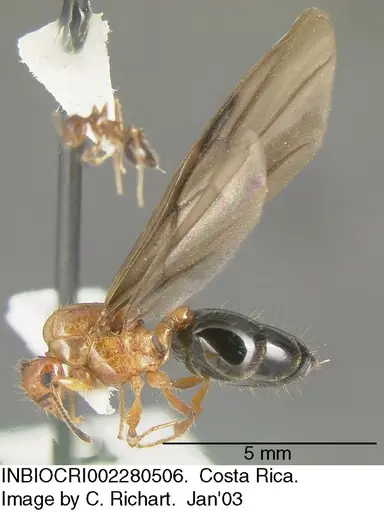 Crematogaster tenuicula specimen INBIOCRI002280506 image inbiocri002280506_3