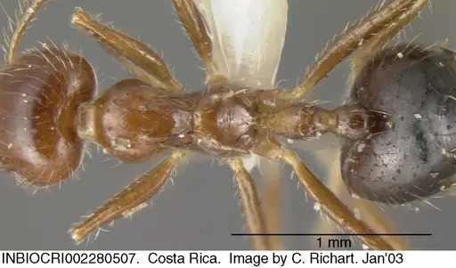 Crematogaster tenuicula specimen INBIOCRI002280507 image inbiocri002280507_1