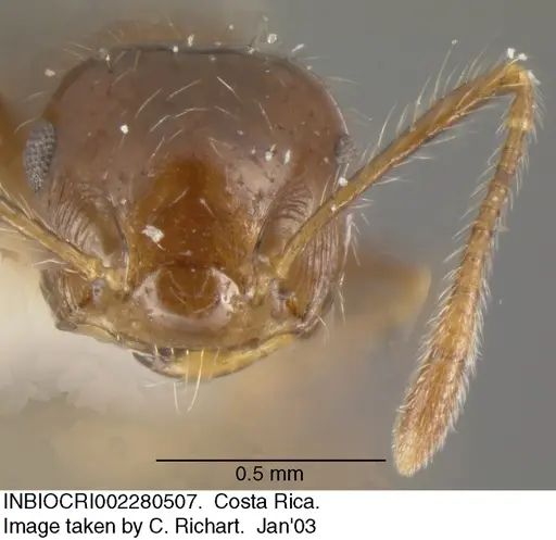 Crematogaster tenuicula specimen INBIOCRI002280507 image inbiocri002280507_2