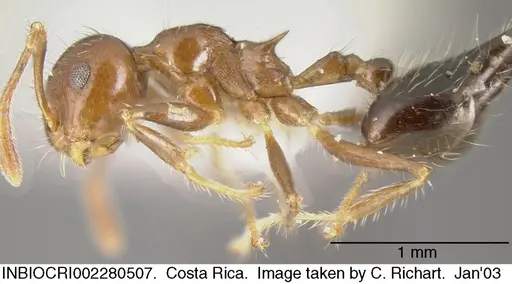 Crematogaster tenuicula specimen INBIOCRI002280507 image inbiocri002280507_3