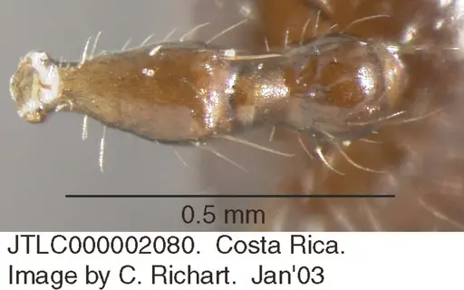 Crematogaster tenuicula specimen JTLC000002080 image jtlc000002080_1