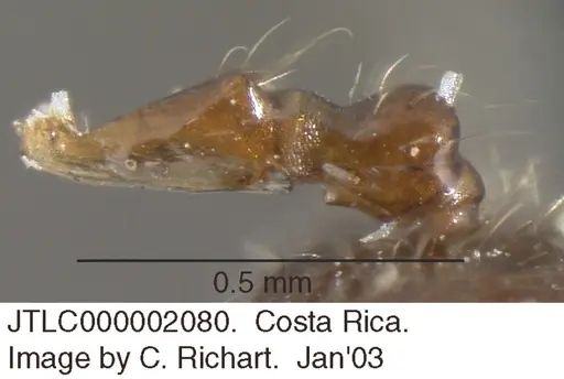 Crematogaster tenuicula specimen JTLC000002080 image jtlc000002080_2