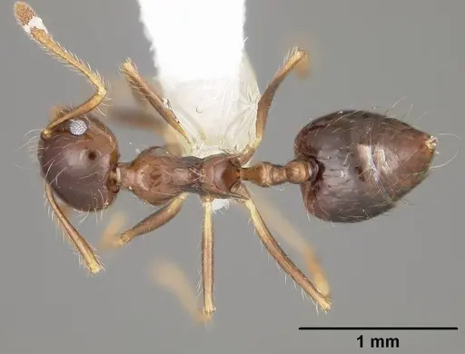 Crematogaster tenuicula specimen USNMENT00441377 image usnment00441377_1