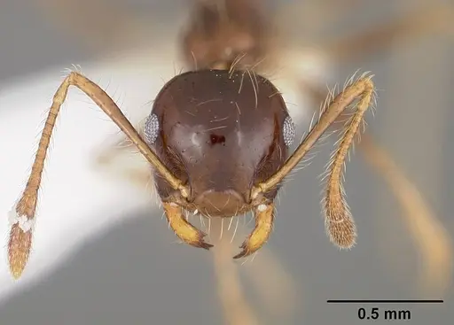 Crematogaster tenuicula specimen USNMENT00441377 image usnment00441377_2