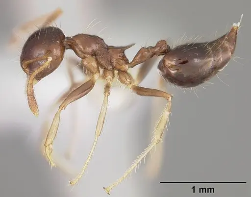 Crematogaster tenuicula specimen USNMENT00441377 image usnment00441377_3