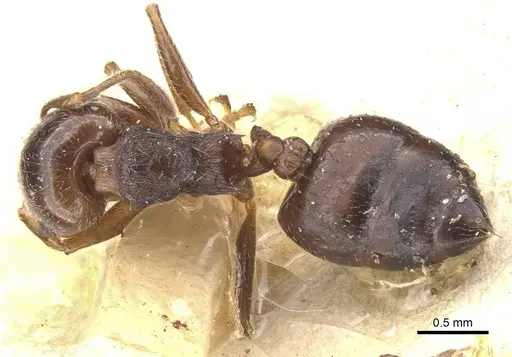 Crematogaster teranishii specimen CASENT0912644 image casent0912644_1