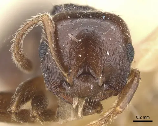 Crematogaster teranishii specimen CASENT0912644 image casent0912644_2