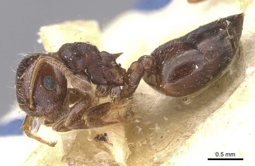 Crematogaster teranishii specimen CASENT0912644 image casent0912644_3