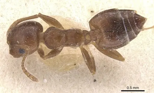 Crematogaster teranishii specimen CASENT0912645 image casent0912645_1