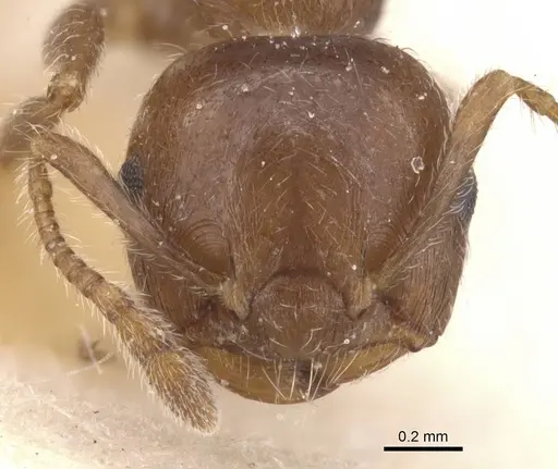 Crematogaster teranishii specimen CASENT0912645 image casent0912645_2