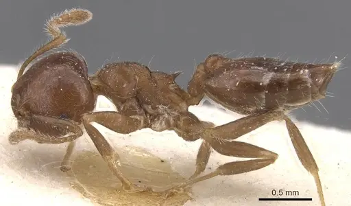 Crematogaster teranishii specimen CASENT0912645 image casent0912645_3