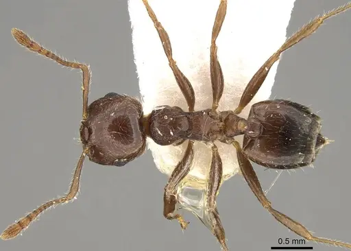 Crematogaster teranishii specimen CASENT0914146 image casent0914146_1