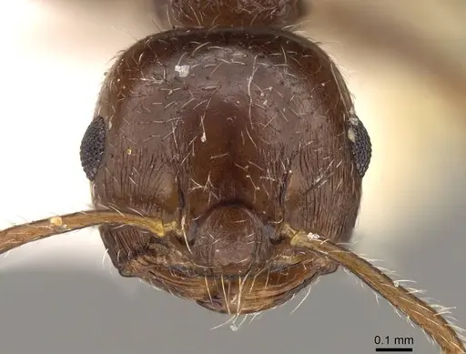 Crematogaster teranishii specimen CASENT0914146 image casent0914146_2