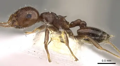 Crematogaster teranishii specimen CASENT0914146 image casent0914146_3