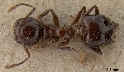 Crematogaster tetracantha specimen CASENT0171219 image casent0171219_1