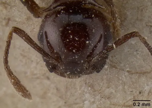 Crematogaster tetracantha specimen CASENT0171219 image casent0171219_2