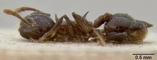 Crematogaster tetracantha specimen CASENT0171219 image casent0171219_3