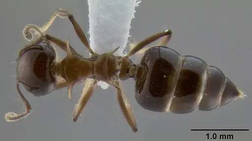 Crematogaster tetracantha specimen CASENT0193113 image casent0193113_1