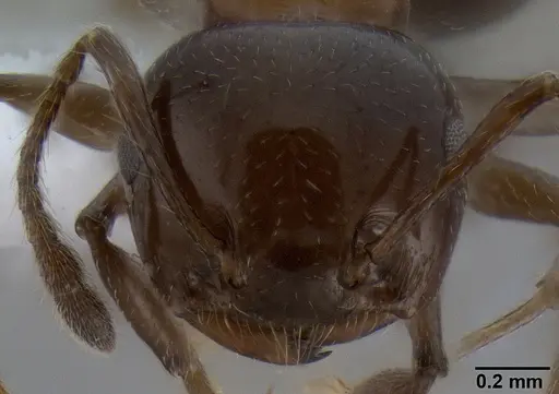 Crematogaster tetracantha specimen CASENT0193113 image casent0193113_2