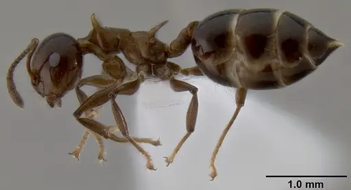 Crematogaster tetracantha specimen CASENT0193113 image casent0193113_3
