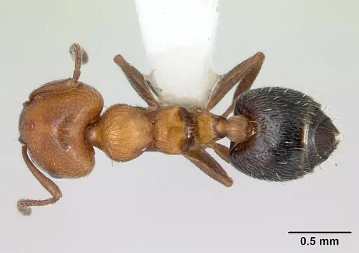 Crematogaster thalia specimen CASENT0173951 image casent0173951_1